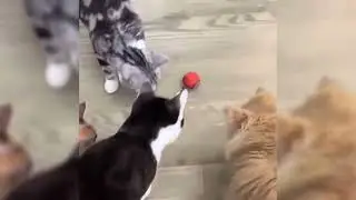 speedy tail 2.0 cat toy