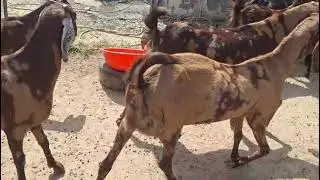 8947980154