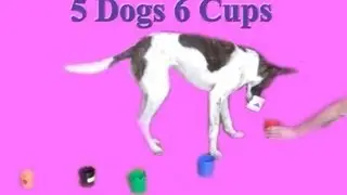 The cup challenge!  Dog training tricks!