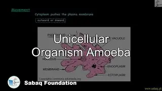 Unicellular Organism Amoeba, Biology Lecture | Sabaq.pk