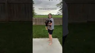 Рокки, бернский зенненхунд, 17 недель 🐶 #momof4 #bernesemountaindogpuppy | Mega Mom