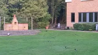 Magpie Army 