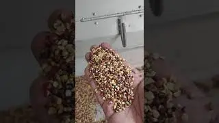 sorter machine cleaning Toor dall broken rejection.....