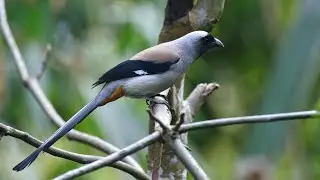 Gray Treepie