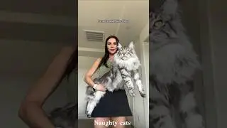 Big Cat Funny Moments That Will Make You Laugh 😂🐯#funny