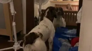 English springer spaniel barks at its own reflection