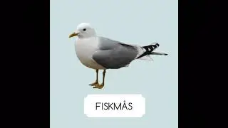 Fiskm&aring;s l&auml;te