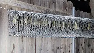 How to make Sun Dried Blue Gill Jerky