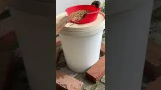 OMG! Mice can&rsquo;t resist food, all fall into this sneaky trap #mice #pestcontrol #food