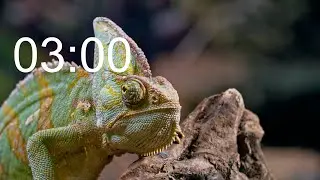 3 Minute Timer with Animals and Beautiful Piano Music