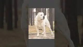 алабай самая сильная собака или что есть другие собаки сильнее чем Алабая😃 лайк и подписка ❤️✅