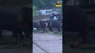 This elephant's curiosity caught on camera #asianelephant #shorts