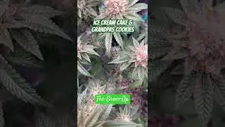 Ice cream Cake & Grandpas Cookies strains #cannabiseducation #indoorplants #cannabisgrowers