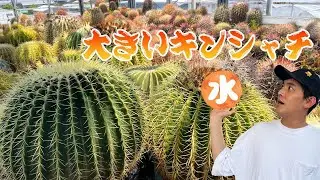 【山城愛仙園】大きいキンシャチをベランダで育るには？一人で植え替えできる？【サボテン】