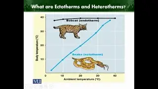 What are ectotherms and heterotherms | Animal Diversity Invertebrates | ZOO512T_Topic174