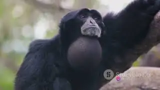 The Amazon The Black Spider Monkey