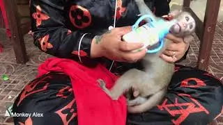 Baby Monkey Alex Take a Bathe