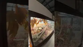National bird dog Museum