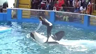 La orca Lolita en Miami Seaquarium