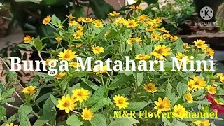 Bunga Matahari Mini/kolget