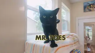 Meet Mr. Toes!  The Felvie Kitty with 24 Toes!