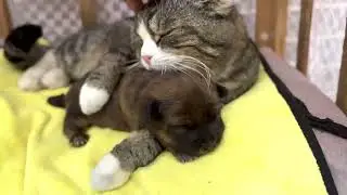 Этот милый щенок 🐶 чудесным образом вырос, и кошка 🐱 всё это время заботилась о нём. 🐕🐈❤😘😘😘