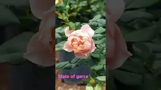 #21 : State of grace rose