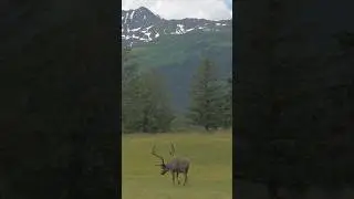 Reindeer Grazing In Alaska #shorts #ytshort #videoshort