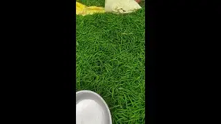 Fresh Green G9 Chili/Export Quality Green Chili/Best Quality Green Chili /Export Or Domestice Chili.