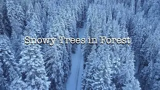 Animated Snowy Trees in Forest | HD TV Screensaver no Ads #snow