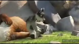Wolves Toe Wiggle Part 1