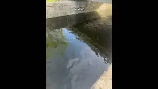 Huge bowfin caught on crank bait #fishing #fishingequipment #fishingislife #bassfishing #carpbaits