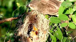 At gass in field, Wild mother's bird feeding it food