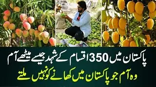 Mango Farm Complete Visit Tour  | Mir Pur Khas World Best King Mangos Aam  @eatanddiscover