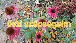 Őszi kertem sz&eacute;ps&eacute;gei
