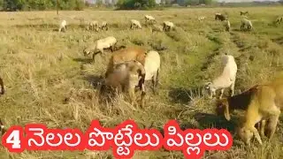 NELLORE JUDIPI SHEEP KIDS 83741 74919