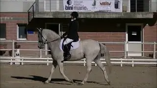 ripresa F300 dressage