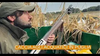 Caccia agli acquatici: dicembre sulla laguna di Lesina con AB