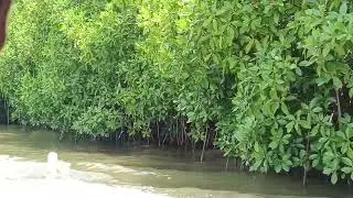 Pichavaram Mangrove Forest,  the world's second-largest mangrove  forest......