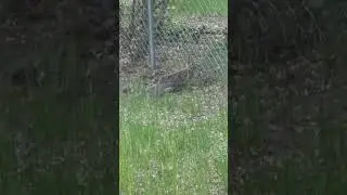 Bunny going under fenced gate