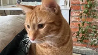 Is That Cat Hair? is live!