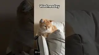 My daily routine just explained by cats😂#enjoy #viral #shorts #lazy