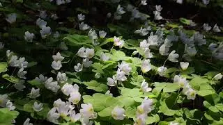 ASMR Звуки природы Пение птиц Шум леса Sounds of nature Forest noise Ruido del bosque