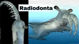 Bizarre Sea Beast Radiodonta with a Circular Mouth full of Serrated Teeth