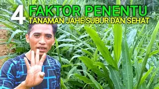 4 FAKTOR PENENTU TANAMAN JAHE SUBUR DAN SEHAT