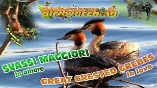 Svassi maggiori in amore... Great Crested Grebes in love...