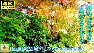 【4K】朝陽と爽やかな景色が美しい、川のせせらぎ・鳥のさえずり 　Birds chirping, river murmuring. refreshing morning sun.