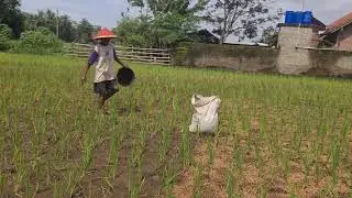 SMART ORGANIC FERTILIZER METHOD USED BY FARMERS TO MAXIMIZE RICE PLANT GROWTH!  -Agriculture Farming