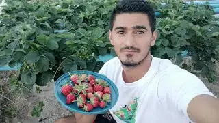 Colhendo morangos no nordeste do Ceará Croata