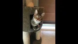 Playful Tabby Cat captures bird toy on cat tower!